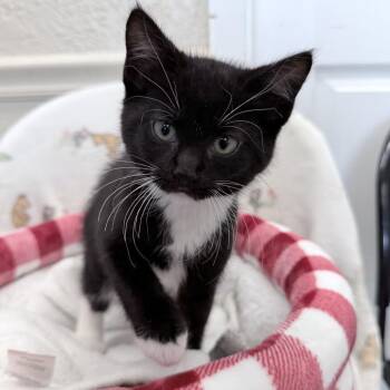 Muscovado -  Domestic Short Hair Cat Available for Adoption in Medford, Oregon - Muscovado | PetCurious