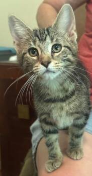 Daffodil -  Domestic Short Hair Cat for Adoption in La Porte, Indiana - Daffodil | PetCurious