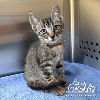 JACK -  Domestic Short Hair Cat for Adoption in Irvine, California - JACK | PetCurious