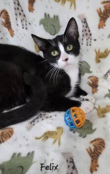 Felix -  Domestic Short Hair Cat for Adoption in Key Largo, Florida - Felix | PetCurious