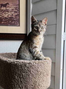Rescue Domestic Short Hair Cats for Adoption in Fort Worth, Texas - Hen | PetCurious