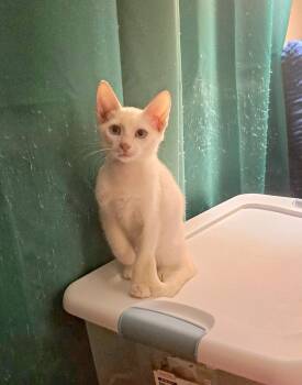 Carson -  Siamese and Domestic Short Hair Cat for Adoption in San Tan Valley, Arizona - Carson | PetCurious