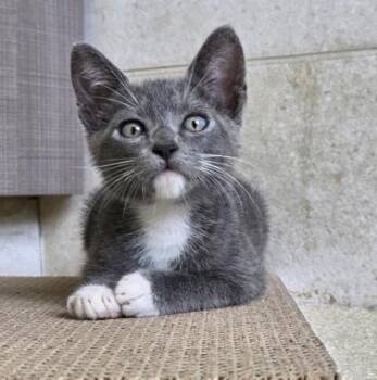 Kuro -  Domestic Short Hair Cat for Adoption in Honolulu, Hawaii - Kuro | PetCurious