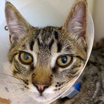 Shock -  Domestic Short Hair Cat for Adoption in Woodinville, Washington - Shock | PetCurious