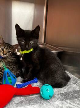 Cucumber -  Domestic Short Hair Cat for Adoption in Logan, Utah - Cucumber | PetCurious