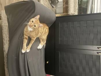 Rescue Domestic Short Hair Cats for Adoption in Hammond, Louisiana - Bella | PetCurious