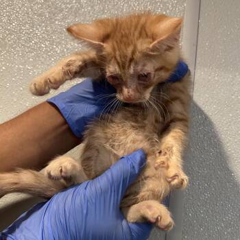 Porcini* -  Domestic Short Hair Cat for Adoption in San Gabriel, California - Porcini* | PetCurious
