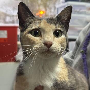 Dilute Calico Cats Available for Adoption - Cornbread | PetCurious