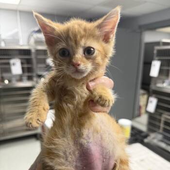 Domestic Short Hair Cats Available for Adoption in Lynchburg, Virginia - Broccoli | PetCurious