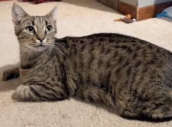 Rescue Domestic Short Hair Cats for Adoption in Wadsworth, Ohio - Riley | PetCurious