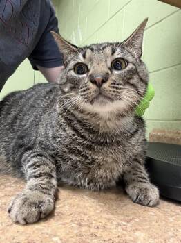 Domestic Short Hair Cats Available for Adoption - MEATLOAF | PetCurious