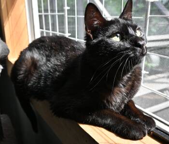 Jada -  Domestic Short Hair Cat for Adoption in Owatonna, Minnesota - Jada | PetCurious