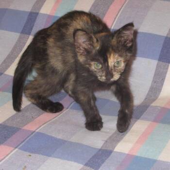 Raksha -  Domestic Short Hair Cat for Adoption in Rochester, Minnesota - Raksha | PetCurious