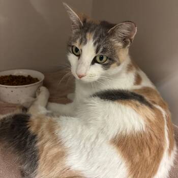 Dolly -  Domestic Short Hair Cat for Adoption in Redwood City, California - Dolly | PetCurious