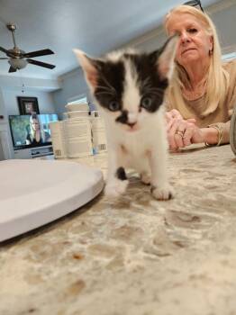 Cricket -  Domestic Short Hair Cat for Adoption in San Jacinto, California - Cricket | PetCurious