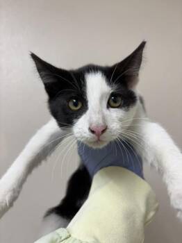 Texas Longhorn -  Domestic Short Hair Cat for Adoption in Sherwood, Oregon - Texas Longhorn | PetCurious