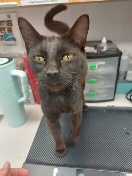 Rescue Domestic Short Hair Cats for Adoption in Hartsville, South Carolina - Carolyn | PetCurious