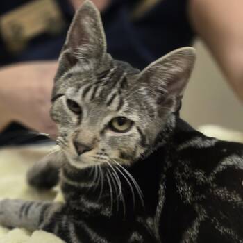 Rescue Domestic Short Hair Cats for Adoption in Wickenburg, Arizona - Monroe | PetCurious