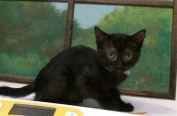 WINNIE -  Domestic Short Hair Cat for Adoption in Houston, Texas - WINNIE | PetCurious