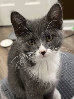 Rescue Domestic Short Hair Cats for Adoption in Franklin, Tennessee - KITTEN BETSY | PetCurious