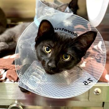 Edward -  Domestic Short Hair Cat for Adoption in Woodinville, Washington - Edward | PetCurious