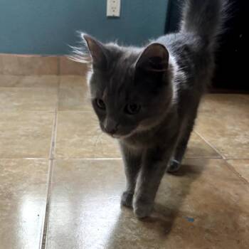 Domestic Medium Hair Cats Available for Adoption in Brea, California - Eclipse | PetCurious