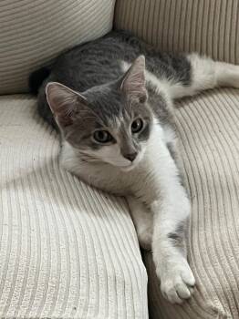 Cory -  Domestic Short Hair Cat for Adoption in Mokena, Illinois - Cory | PetCurious