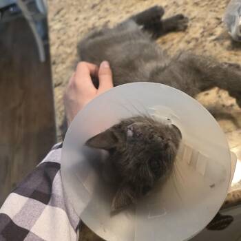 Smoky -  Domestic Short Hair and Russian Blue Cat for Adoption in Mastic, New York - Smoky | PetCurious