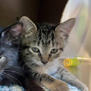 Dipsy -  Domestic Short Hair Cat for Adoption in Sioux City, Iowa - Dipsy | PetCurious