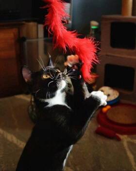 Cabos (+ Whistler) -  Domestic Short Hair Cat for Adoption in Richmond Hill, Ontario - Cabos (+ Whistler) | PetCurious