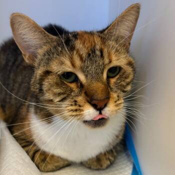 Rescue Domestic Short Hair Cats for Adoption in Greenfield, Indiana - LeeLoo | PetCurious