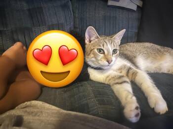 Domestic Short Hair Cats Available for Adoption in Parma Heights, Ohio - Pj | PetCurious