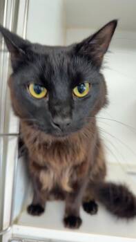 Scar -  Domestic Long Hair Cat Available for Adoption in Fallon, Nevada - Scar | PetCurious