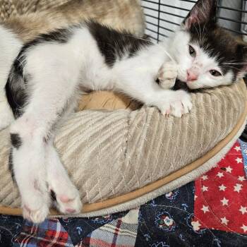 Rescue Domestic Short Hair Cats for Adoption in Kingman, Kansas - Ollie | PetCurious