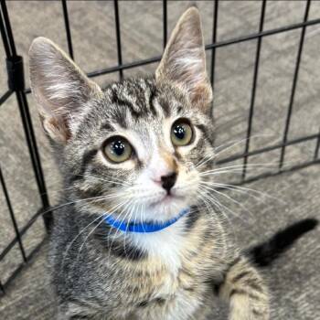 Domestic Short Hair Cats Available for Adoption in Buffalo, New York - Doc | PetCurious