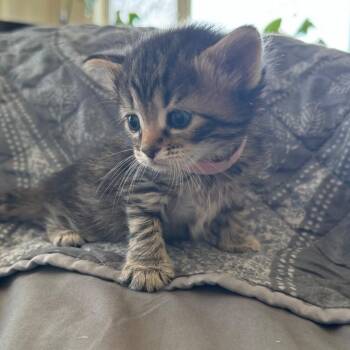 Strawberry Daiquiri -  Domestic Short Hair Cat for Adoption in Troy, Virginia - Strawberry Daiquiri | PetCurious