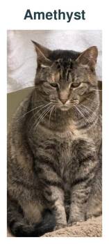 Amethyst -  Domestic Short Hair Cat for Adoption in Richland Center, Wisconsin - Amethyst | PetCurious