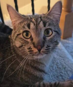 Mezzmi -  Domestic Short Hair Cat for Adoption in Kansas City, Missouri - Mezzmi | PetCurious