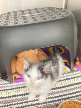 Rescue Domestic Short Hair Cats for Adoption in Medford, Wisconsin - Oreo | PetCurious