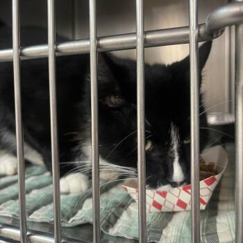 Dudley -  Domestic Short Hair Cat for Adoption in Newark, New Jersey - Dudley | PetCurious