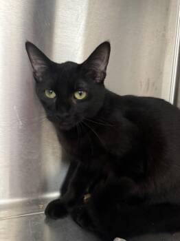 Dew Drop -  Domestic Short Hair Cat for Adoption in Hilton Head Island, South Carolina - Dew Drop | PetCurious