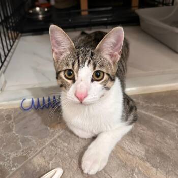 Manicotti -  Domestic Short Hair Cat for Adoption in Houston, Texas - Manicotti | PetCurious