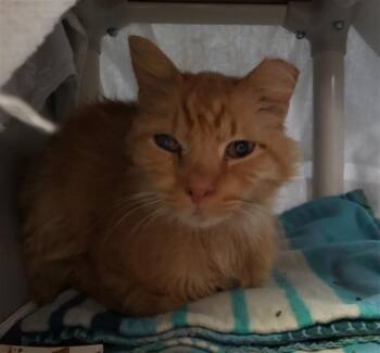 Domestic Medium Hair and Domestic Short Hair Cats Available for Adoption in Omaha, Nebraska - PUMPKIN | PetCurious