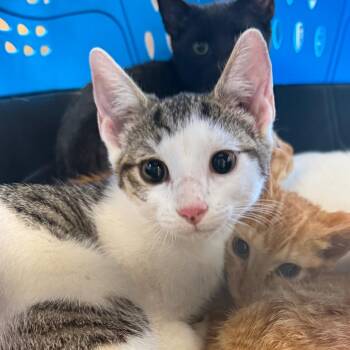 Meursault -  Domestic Short Hair Cat for Adoption in Troy, Virginia - Meursault | PetCurious