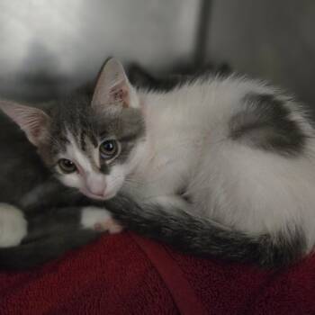 Apricot -  Domestic Short Hair Cat for Adoption in San Jacinto, California - Apricot | PetCurious