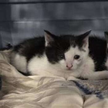 Domestic Short Hair Cats Available for Adoption - MISSY | PetCurious