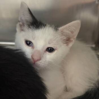 Raspberry -  Domestic Short Hair Cat for Adoption in Chattanooga, Tennessee - Raspberry | PetCurious