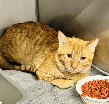 Domestic Short Hair Cats Available for Adoption - Cole | PetCurious