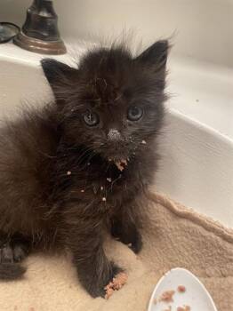 Domestic Short Hair Cats Available for Adoption in Ontario, California - RAVEN - IN FOSTER | PetCurious