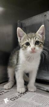 Meredith -  Domestic Short Hair Cat Available for Adoption in Henderson, North Carolina - Meredith | PetCurious